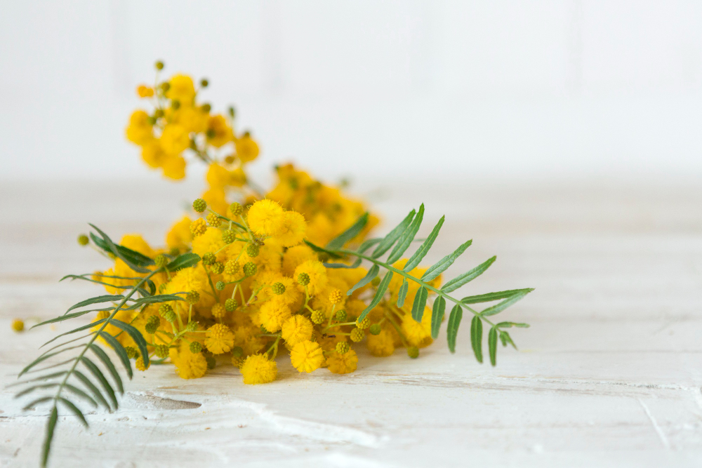 mimose per la festa della donna